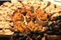 White Bean Crostini